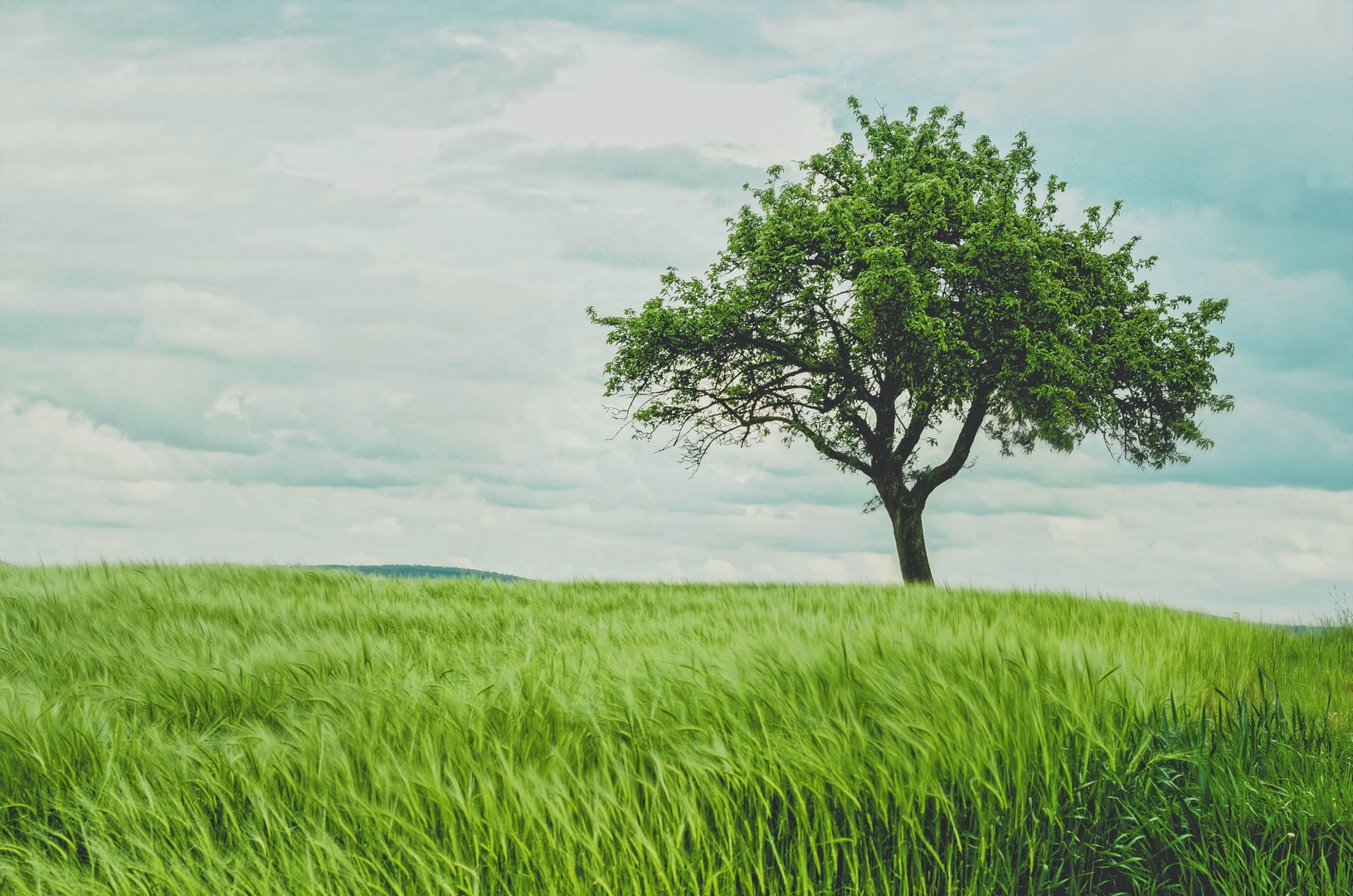 Tree survey arboricultural for planning permission